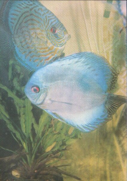 Postcards "Aquarium fish"