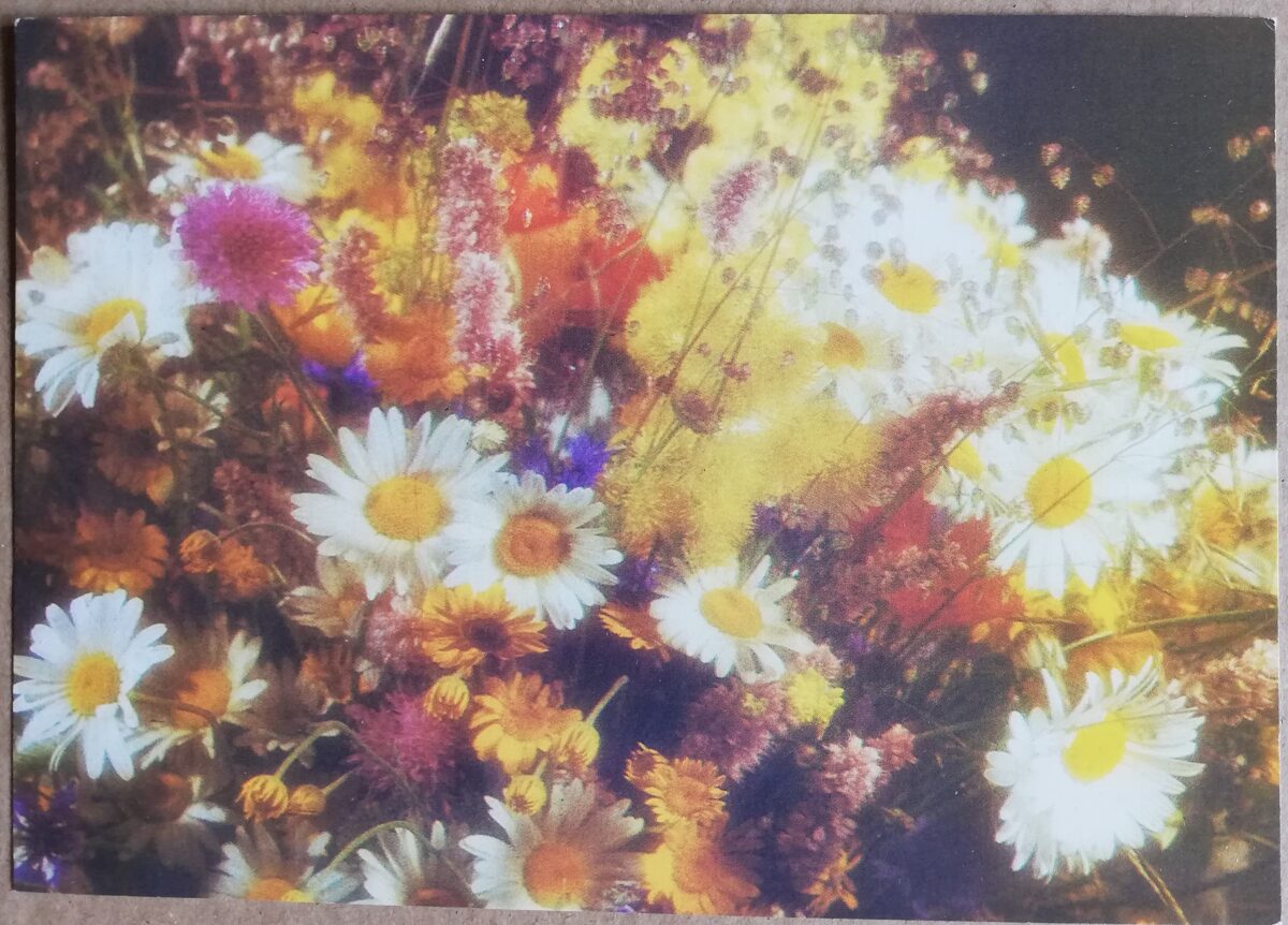 Greeting card "Flowers" Wildflowers 1989 "Avots" 15x10.5 cm  