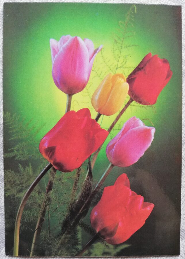 Apsveikuma kartīte "Tulpes" 1989 "Ziedi" 10,5x15 cm. Foto: G. Kostenko.