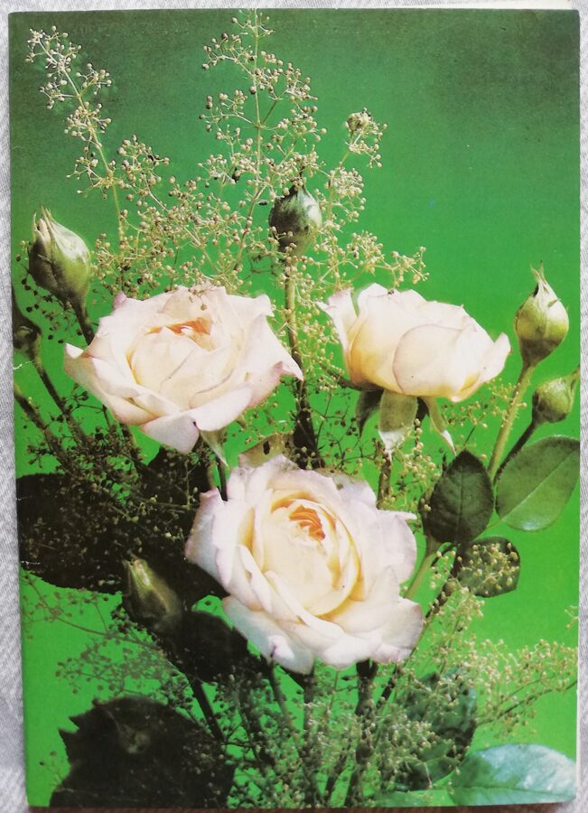 Apsveikuma kartīte "Baltās rozes" 1990. gada "Ziedi" 10,5x15 cm. I. Dergileva foto