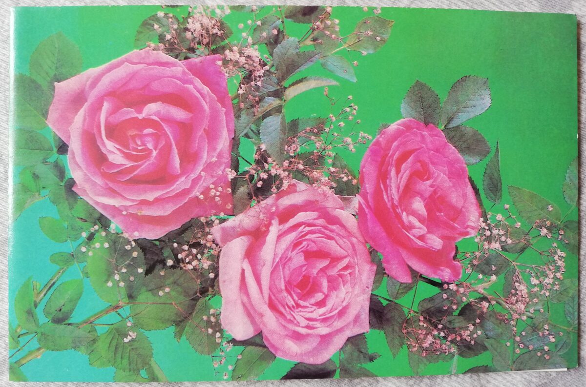 Apsveikuma kartīte "Rozā rozes" 1989 "Ziedi" 15x9,5 cm. I. Dergileva foto