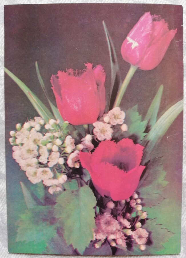 Apsveikuma kartiņa "Sarkanās tulpes" 1990 "Ziedi" 10,5x15 cm. I. Dergileva foto