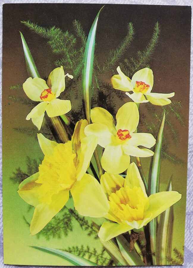 Apsveikuma kartiņa "Narcises" 1989 "Ziedi" 10,5x15 cm. I. Dergileva foto