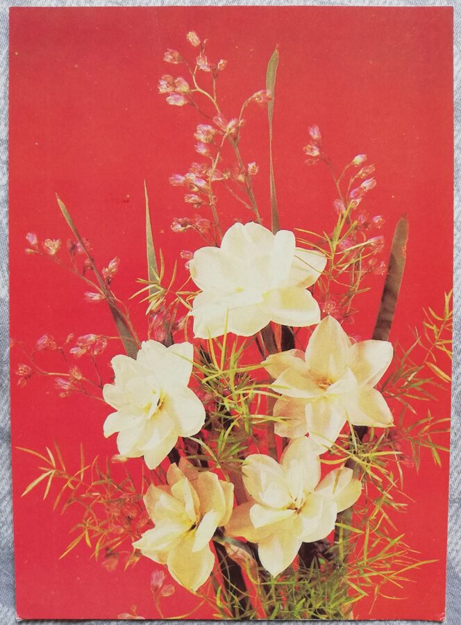 Apsveikuma kartīte "Baltās narcises" 1989 "Ziedi" 10,5x15 cm. I. Dergileva foto