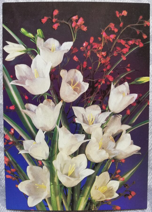 Apsveikuma kartīte "Balti pulkstenīši" 1989 "Ziedi" 10,5x15 cm. I. Dergileva foto