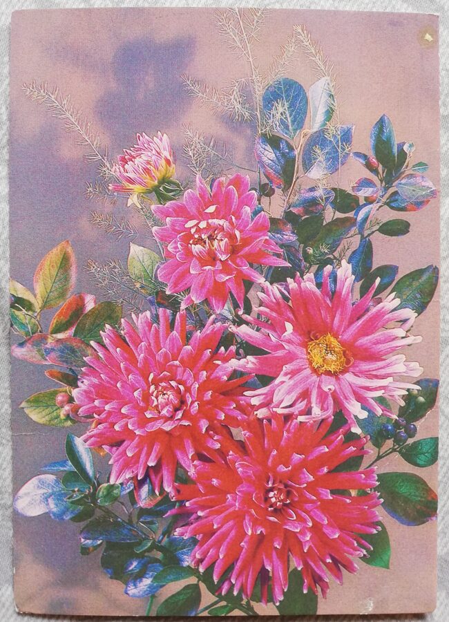 Apsveikuma kartiņa "Asteres rozā" 1987 "Ziedi" 10,5x15 cm. I. Dergileva foto