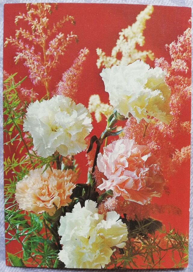 Apsveikuma kartīte "Rozā un baltā neļķes" 1986 "Ziedi" 10,5x15 cm. Foto: V. Zelenova