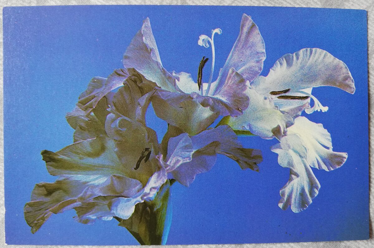 Apsveikuma kartīte "Gladiolus" 1989 "Ziedi" 14x9 cm. Foto: Imants Predeliuss