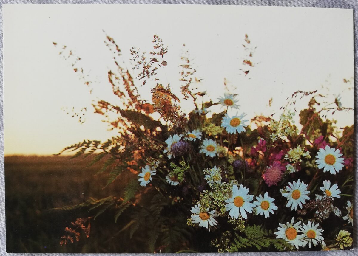 Apsveikuma kartīte "Savvaļas ziedu pušķis ar margrietiņām" 1989 "Ziedi" 15x10,5 cm. Foto: Imant Predeliis