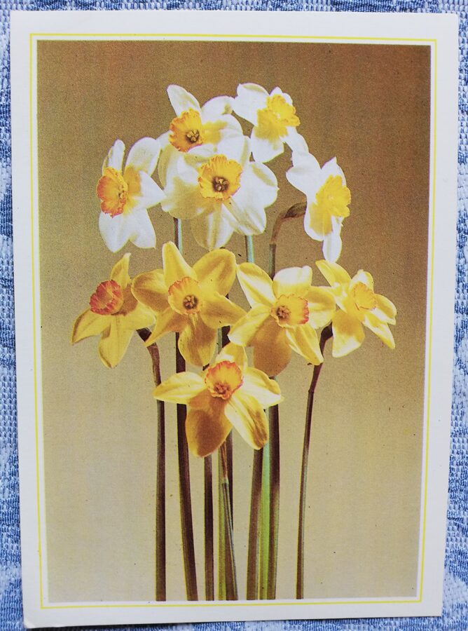 Apsveikuma kartīte "Dzeltenās narcises" 1986 "Ziedi" 10,5x15 cm. Miķeļa Galzona foto