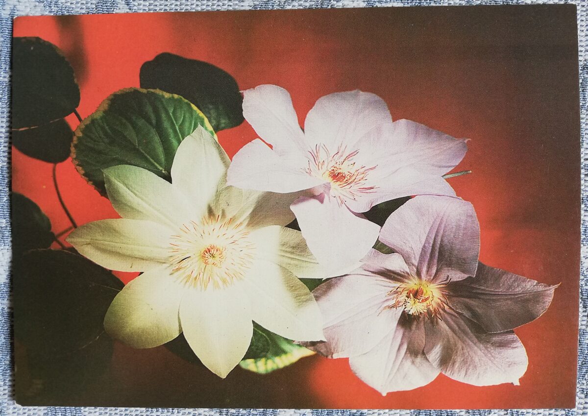 Apsveikuma kartīte "Baltais mājas zieds" 1986 "Ziedi" 15x10,5 cm. Vladimira Kalva foto
