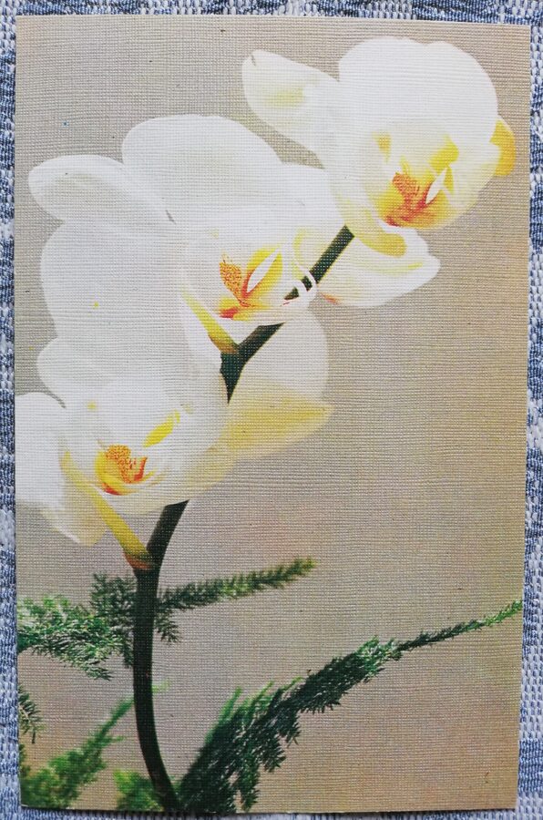 Apsveikuma kartīte "Baltā orhideja" 1986 "Ziedi" 9x14 cm. Vladimira Kalva foto