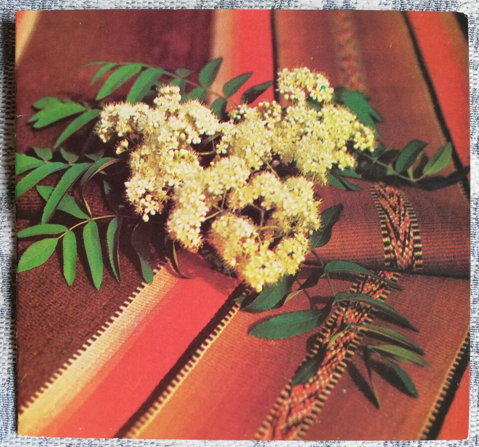 Apsveikuma kartīte "Baltie ziedi" 1986 "Ziedi" 7,5x10,5 cm. Miķeļa Galzona foto
