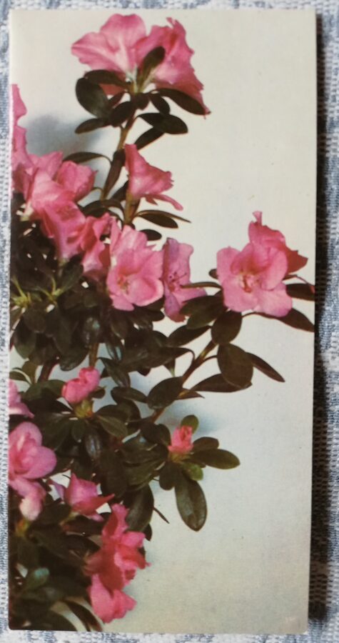 Apsveikuma kartīte "Rozā rododendri" 1986 "Ziedi" 7x14 cm. Miķeļa Galzona foto