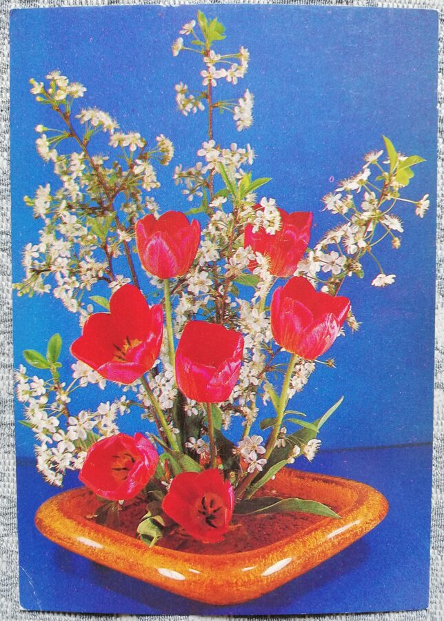 Apsveikuma kartīte "Sarkanās tulpes ar ķiršu ziediem" 1985 "Ziedi" 10,5x15 cm. Foto: V. Baraņņikovs