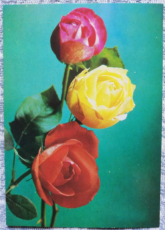 Apsveikuma kartīte "Rozes" 1985 "Ziedi" 10,5x15 cm. G. Kostenko fotogrāfija