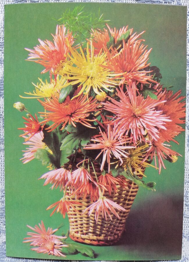 Apsveikuma kartiņa "Rozā asteres grozā" 1985 "Ziedi" 10,5x15 cm. Foto: E. Steinert