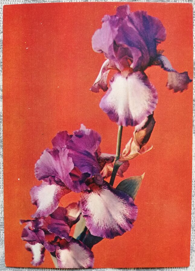 Apsveikuma kartīte "Purpursarkanie īrisi" 1985 "Ziedi" 10,5x15 cm. K. Žarinovas foto