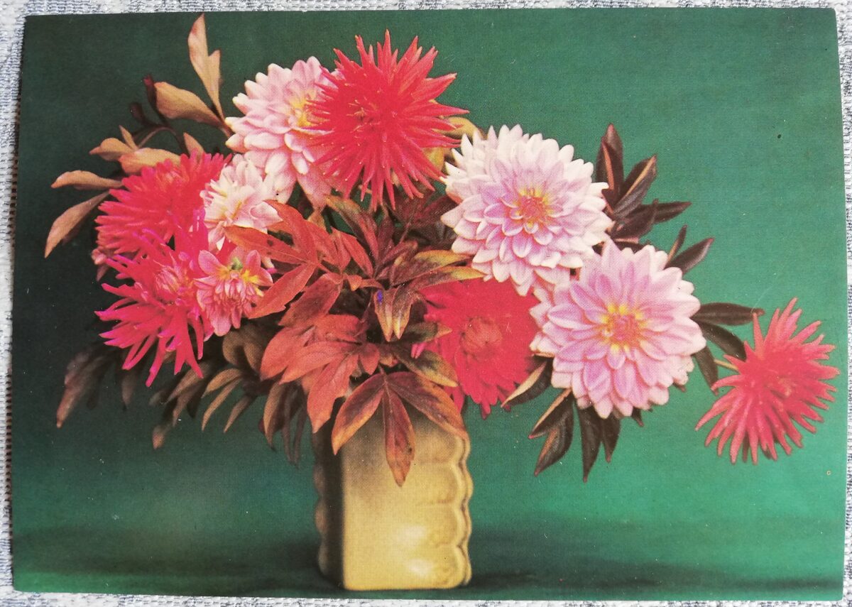 Apsveikuma kartīte "Sarkanās un rozā asteres" 1985 "Ziedi" 15x10,5 cm. Foto: N. Martjahina