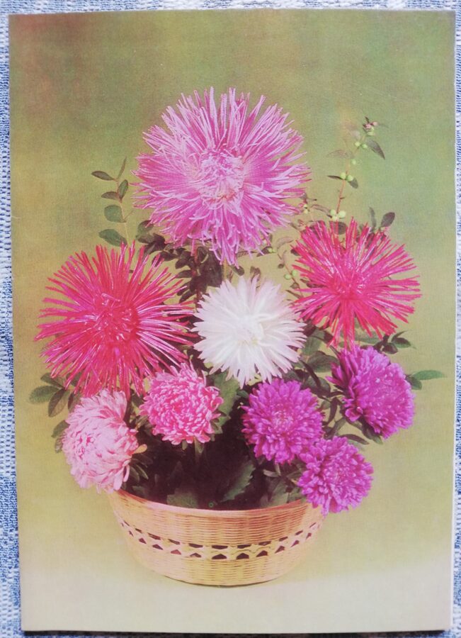 Apsveikuma kartīte "Sarkanās un rozā asteres" 1984 "Ziedi" 10,5x15 cm. Foto: B. Krutsko