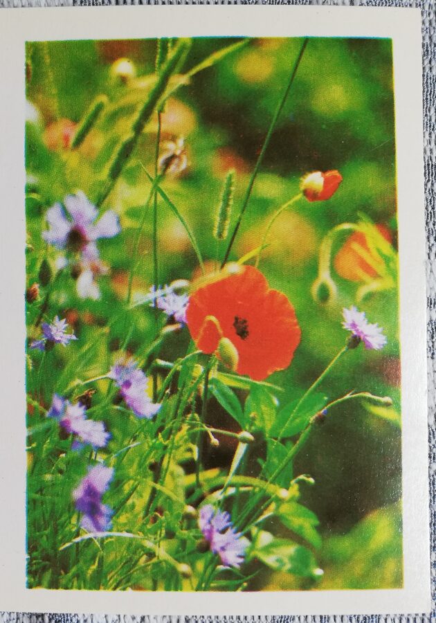 Apsveikuma kartīte "Sarkanā magone un rudzupuķes" 1984 "Ziedi" 7,5x10,5 cm. Leopolda Ozoliņa foto