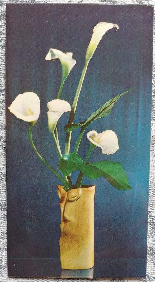 Apsveikuma kartīte "Kallas (Zantedešijas)" 1984 "Ziedi" 8x15 cm. K. Jõula foto