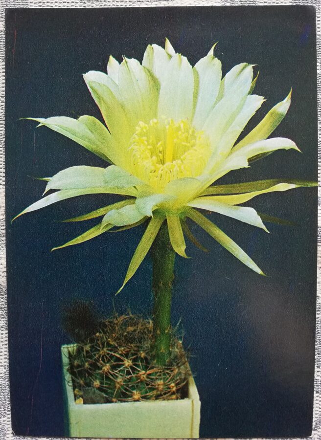 Cactus "Pseudolobivia orozasana" 1984 10,5x15 cm Photo by V. Trubitsin