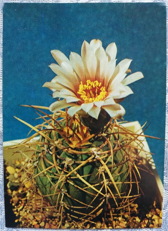 Cactus "Gymnocalycium Cardenas" 1984 10.5x15 cm Photo by V. Trubitsin