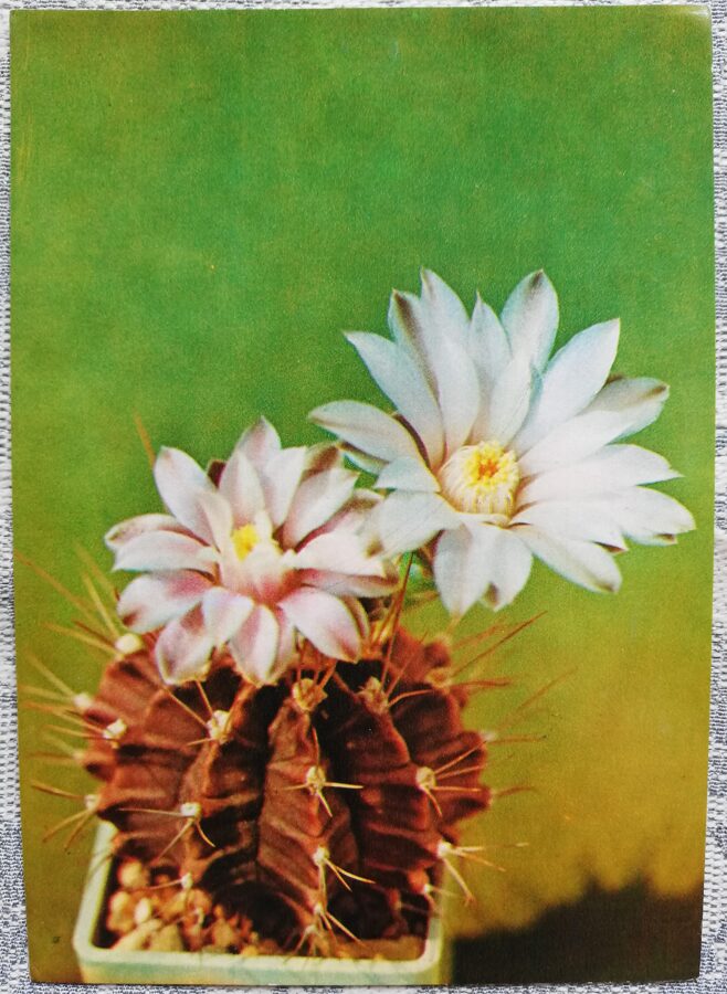 Cactus "Gymnokalycium Mikhanovich, variety Friedrich" 1984 10.5x15 cm Photo by V. Trubitsin