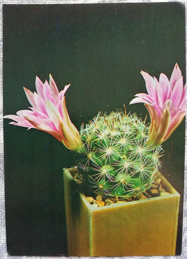 Cactus "Mamillaria Boulya" 1984 10.5x15 cm Photo by V. Trubitsin