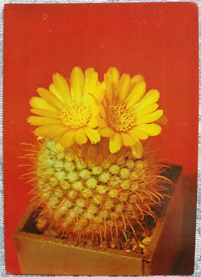 Cactus "Parodia aureispina Backbg" 1984 10.5x15 cm Photo by V. Trubitsin