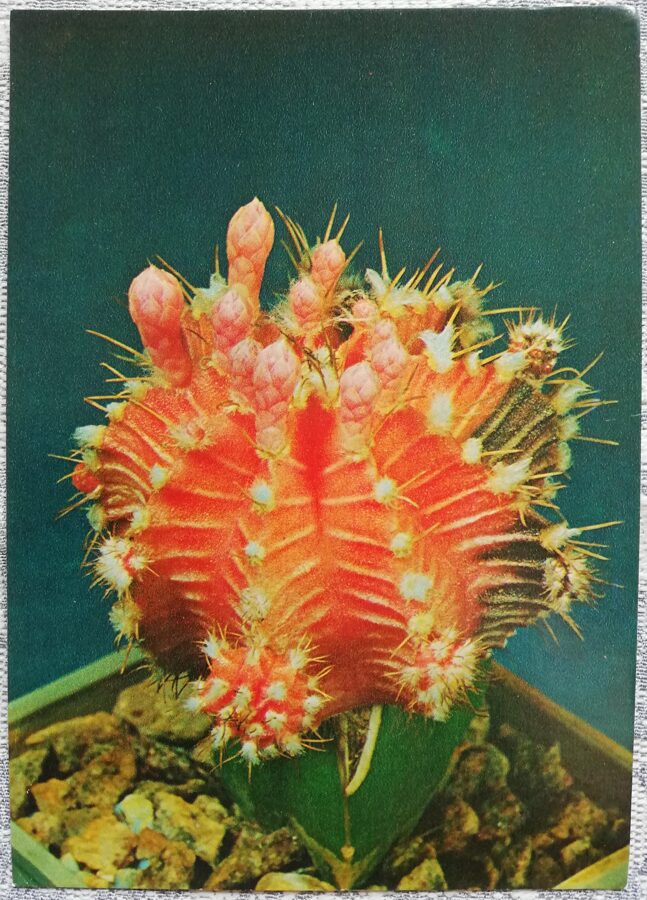 Cactus "Gymnokalycium Mikhanovich, variety Friedrich, red form” 1984 10.5x15 cm Photo by V. Trubitsin