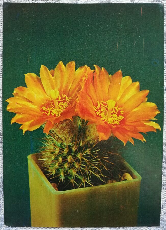 Cactus "Parodia faustiana Backbg" 1984 10.5x15 cm Photo by V. Trubitsin
