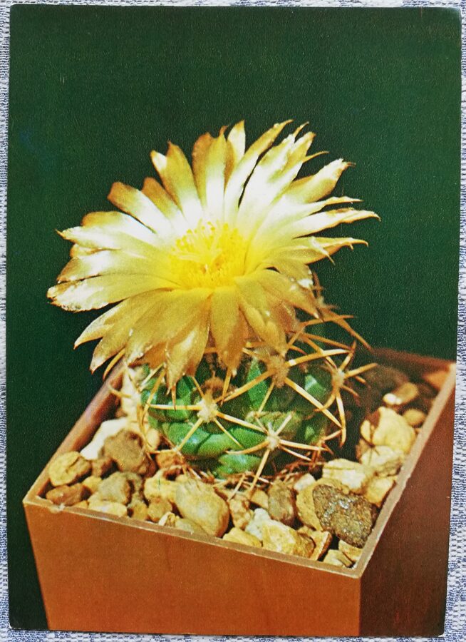 Cactus "Coryphanta sulcolanata Lem." 1984 10.5x15 cm Photo by V. Trubitsin