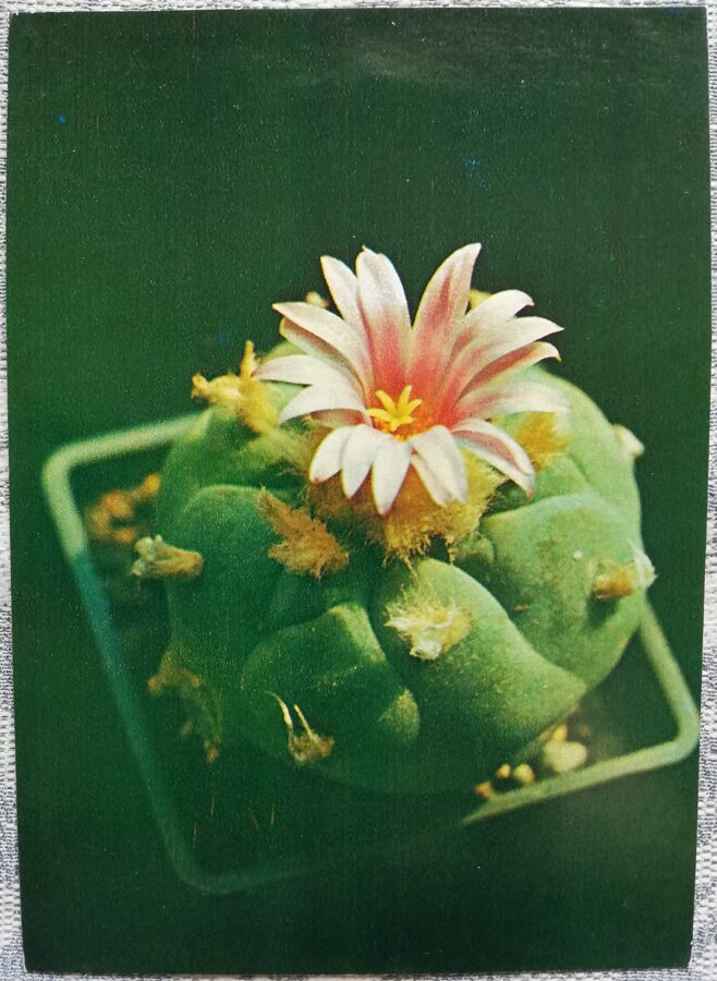 Cactus "Lophophora williamsii, deceptive variety" 1984 10.5x15 cm Photo by V. Trubitsin