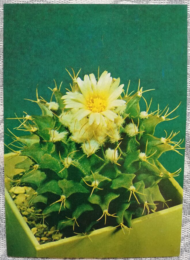 Cactus "Obregonia denegrii Fric" 1984 10.5x15 cm Photo by V. Trubitsin