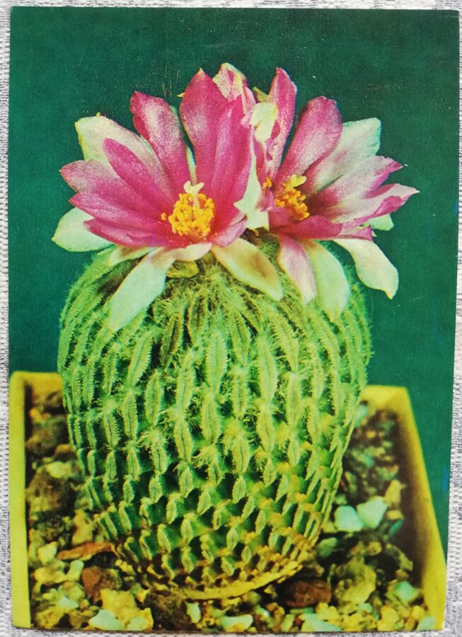 Cactus "Pelecyphora aselliformis Ehrenbg" 1984 10.5x15 cm Photo by V. Trubitsin