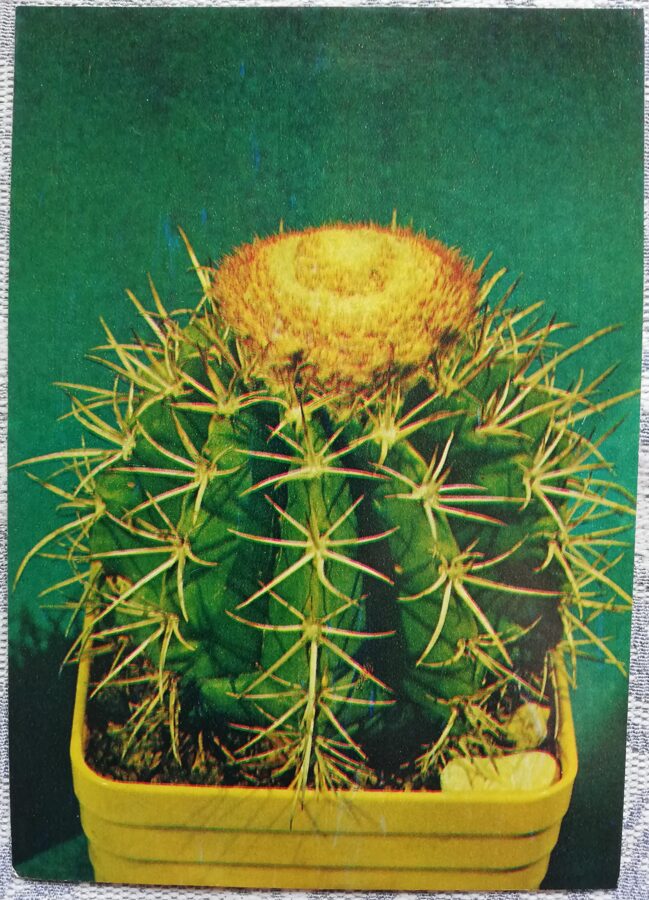 Cactus "Melocactus bahiensis" 1984 10.5x15 cm Photo by V. Trubitsin
