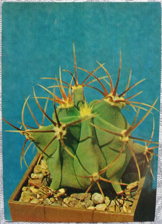 Cactus "Ferocactus hystrix" 1984 10.5x15 cm Photo by V. Trubitsin