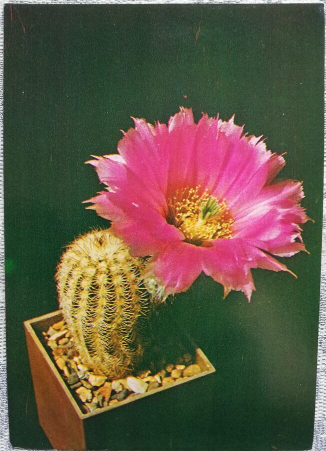 Cactus "Echinocereus purpureus Lahm" 1984 10.5x15 cm Photo by V. Trubitsin