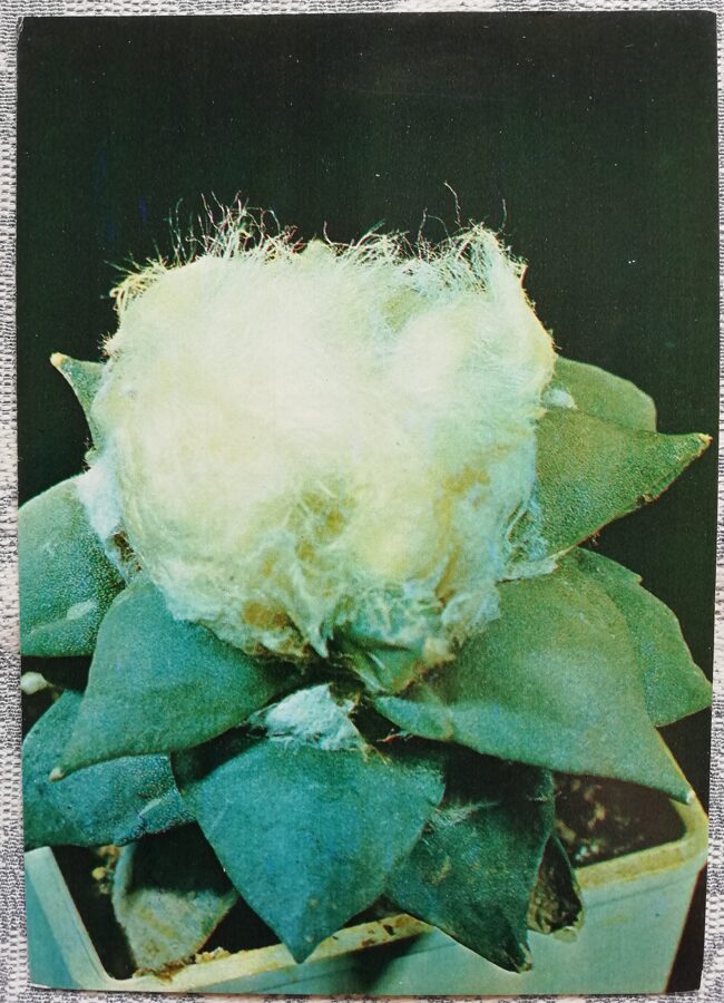 Cactus "Ariocarpus furfuraceus" 1984 10.5x15 cm Photo by V. Trubitsin