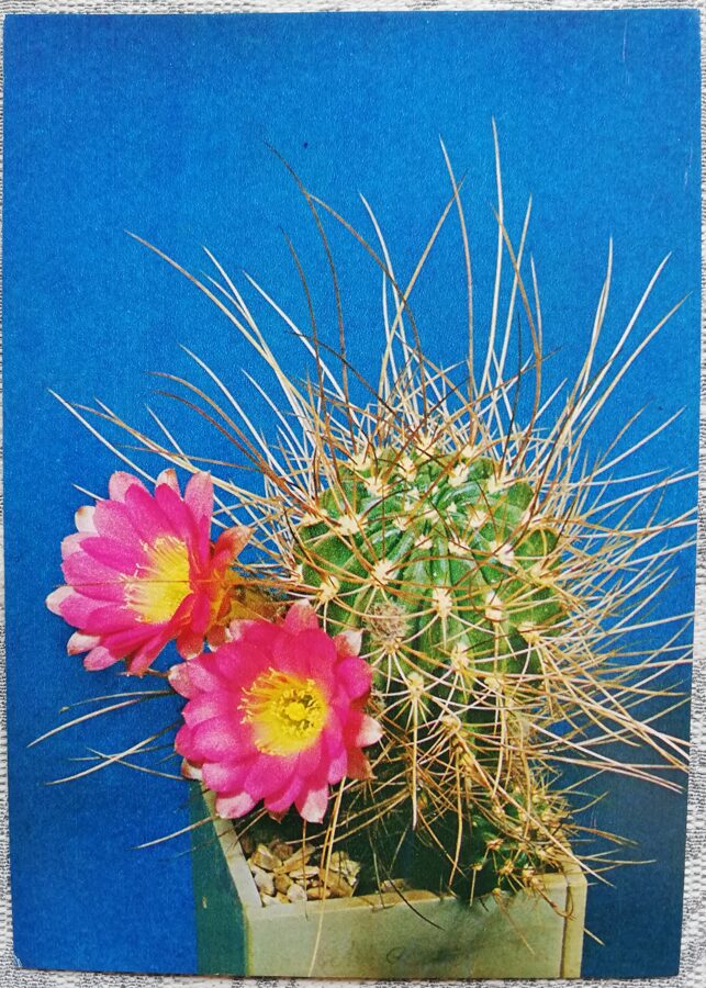 Cactus "Lobivia raphidacantha Backbg" 1984 10.5x15 cm Photo by V. Trubitsin
