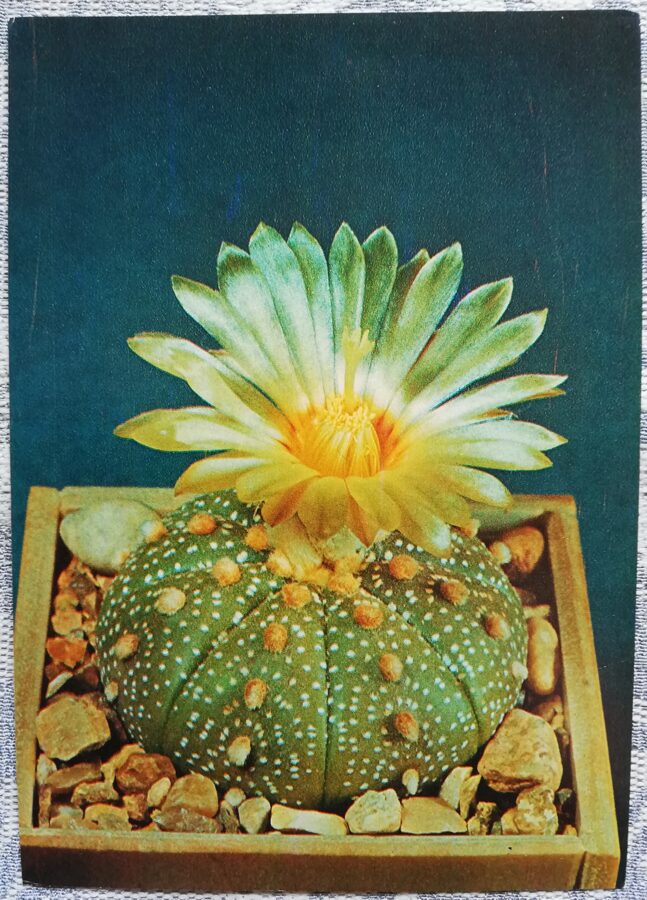 Cactus "Astrophytum asterias" 1984 10.5x15 cm Photo by V. Trubitsin