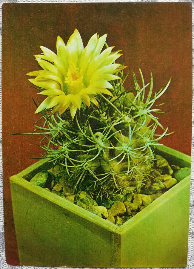 Kaktuss "Neochilenia hankeana Dölz" 1984 10,5x15 cm V. Trubitsina foto