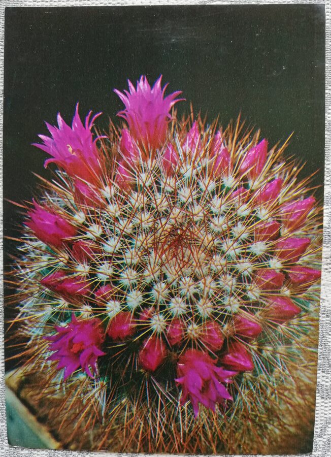 Cactus "Mammillaria spinosissima" 1984 10.5x15 cm Photo by V. Trubitsin