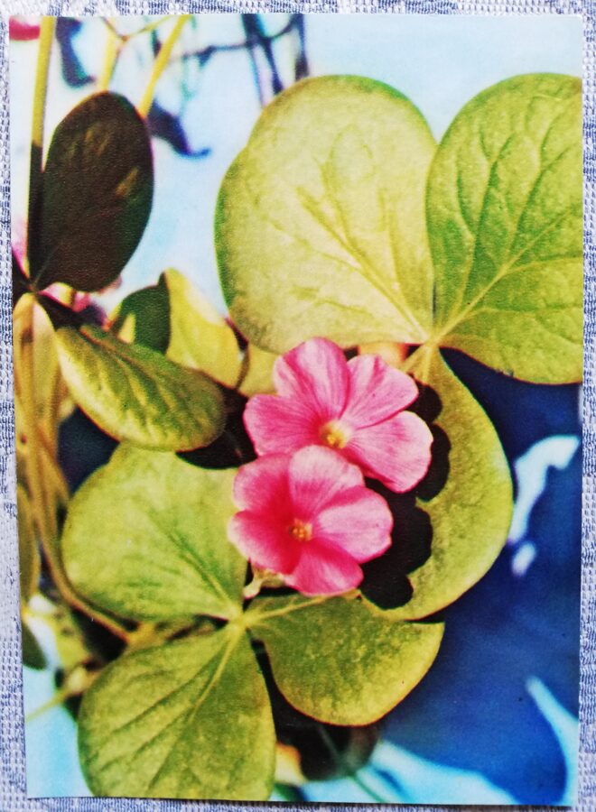 Houseplants "Large-flowered oxalis" 1983 postcard 10.5x15 cm Photo by R. Voronov