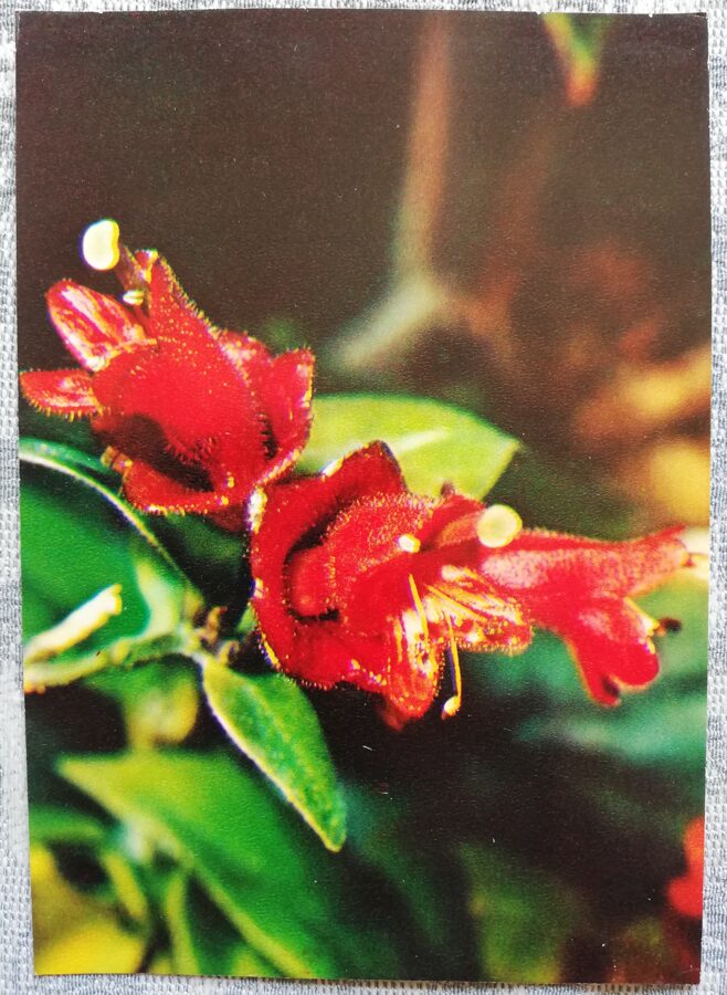 Houseplants "Aeschynanthus obconicus C.B.Clarke" 1983 postcard 10.5x15 cm Photo by R. Voronov