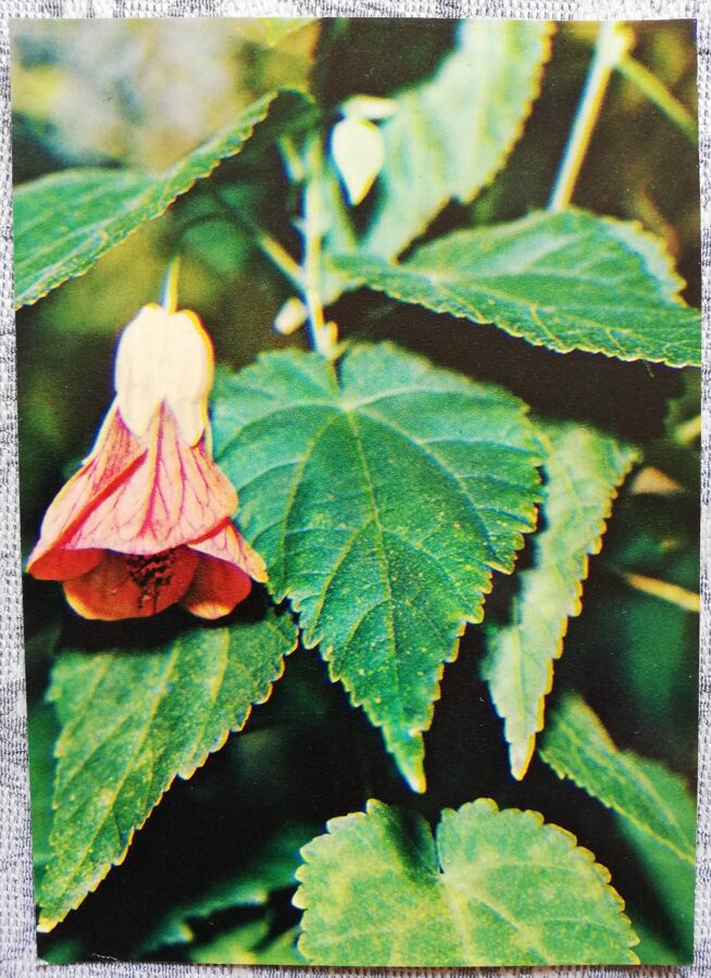 Istabas augi "Abutilon Megapotamicum" 1983. gada atklātne 10,5x15 cm R. Voronova foto