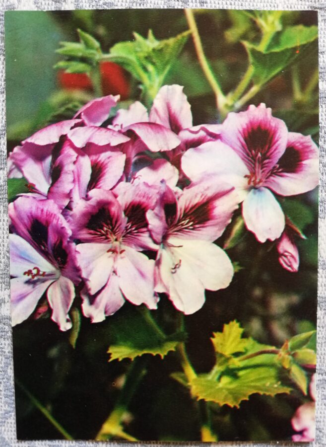Houseplants "Pelargonium grandiflorum" 1983 postcard 10.5x15 cm Photo by R. Voronov