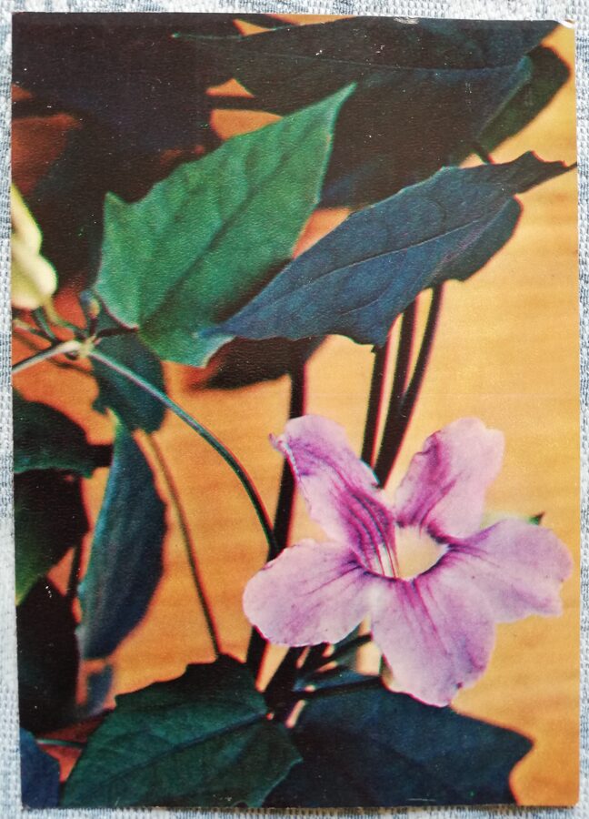 Houseplants "Thunbergia grandiflora" 1983 postcard 10.5x15 cm Photo by R. Voronov